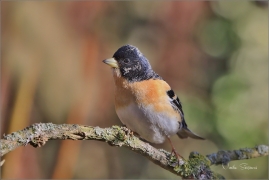 <p>PĚNKAVA JIKAVEC (Fringilla montifringilla) ---- /Brambling - Bergfink/</p>